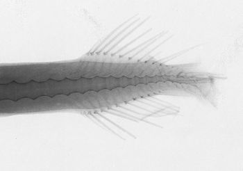 Media type: image;   Ichthyology 84923 Aspect: caudal,description